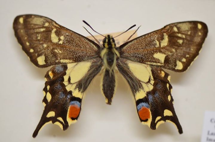 Papilio machaon britannicus (Abberant, ex larva 8-12-1901 Wicken Fen, Cambridgeshire U.K., e5-1902) (Internet Image property of respective owner, non-commercial use only)